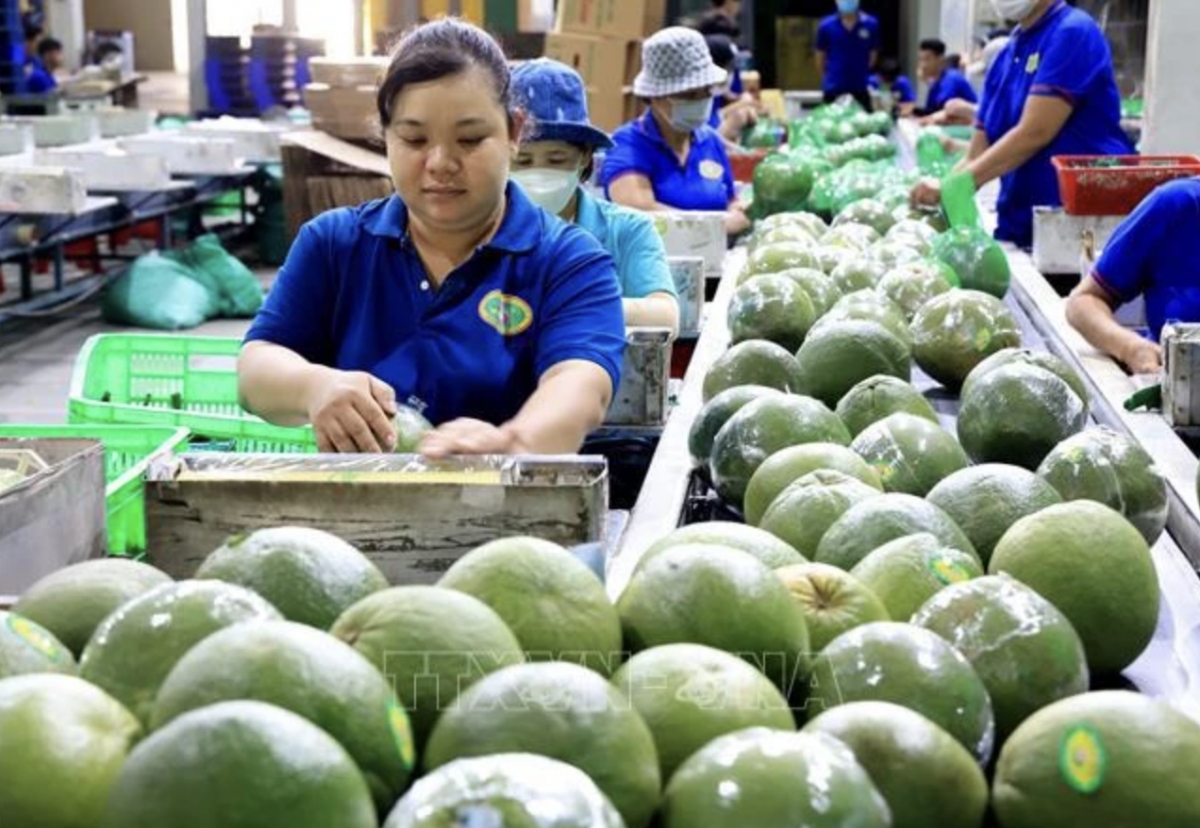 Standardising fruit quality can open up new markets for Vietnam: Insiders